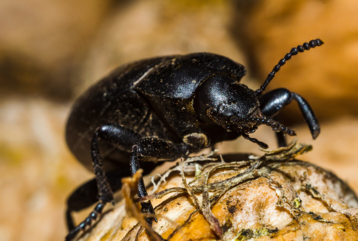 black beetle closeup